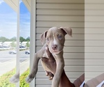 Small Photo #1  Breeder Profile in RALEIGH, NC, USA