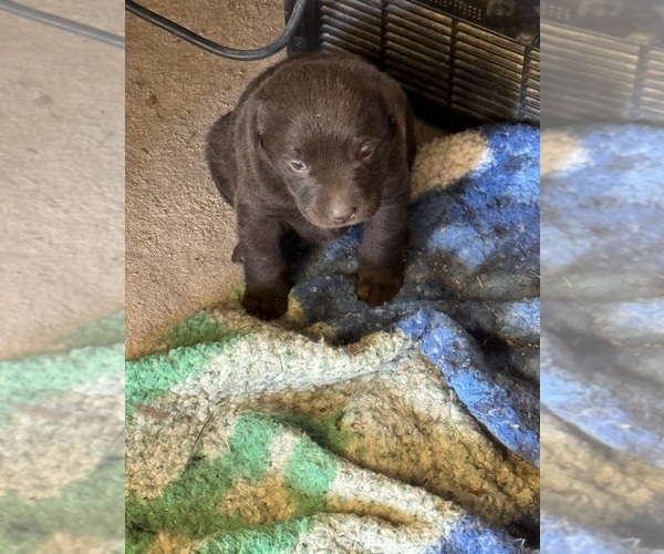 Medium Photo #1  Breeder Profile in CONOVER, NC, USA