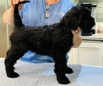 Small #2 Breeder Profile image