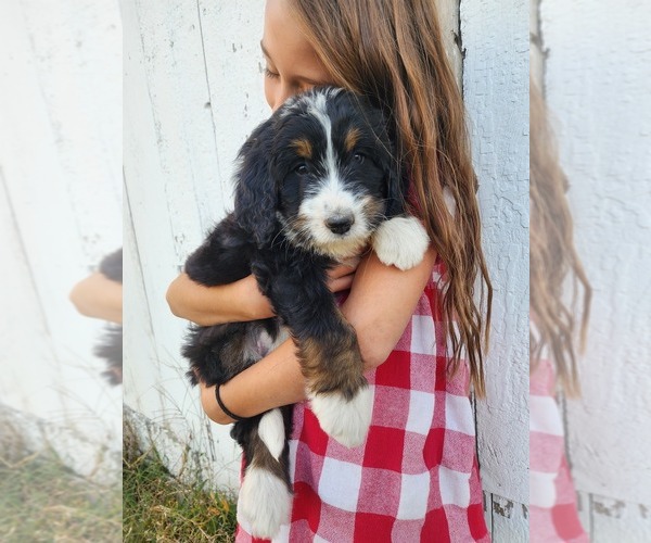 Medium Photo #1  Breeder Profile in HIGGINSVILLE, MO, USA