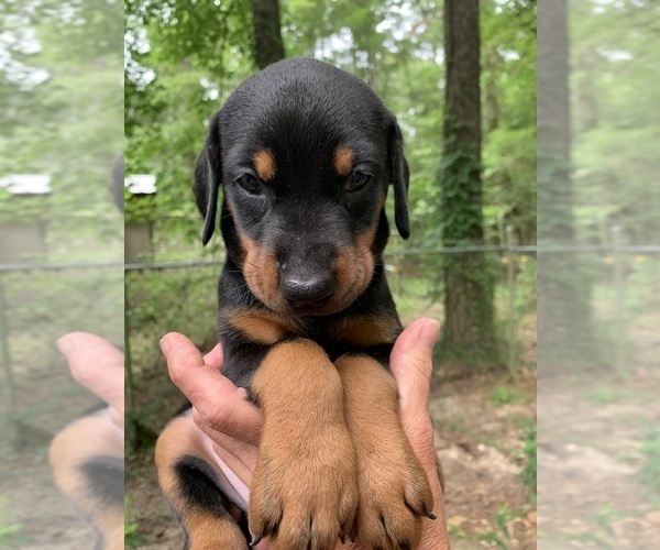 Medium Photo #41  Breeder Profile in LIVINGSTON, LA, USA