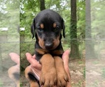 Small #40 Breeder Profile image
