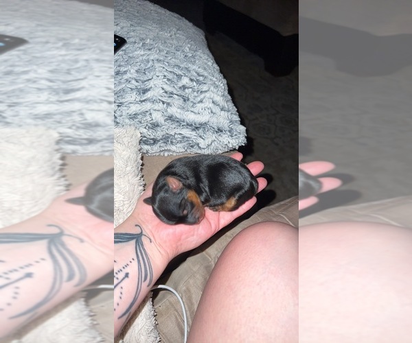 Medium Photo #1  Breeder Profile in REDLANDS, CA, USA