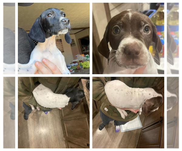 Medium Photo #1  Breeder Profile in MAKANDA, IL, USA