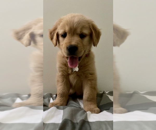 Medium Photo #1  Breeder Profile in DAYTON, VA, USA