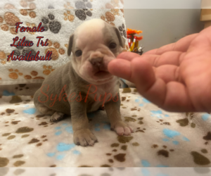 Olde English Bulldogge Dog Breeder near SEARCY, AR, USA