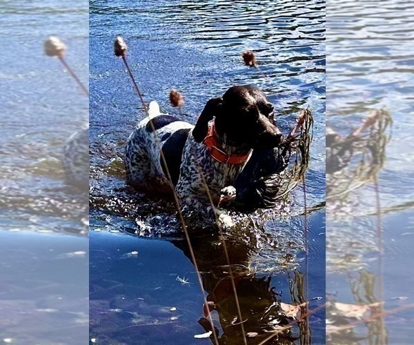 Medium Photo #10  Breeder Profile in LEXINGTON, SC, USA