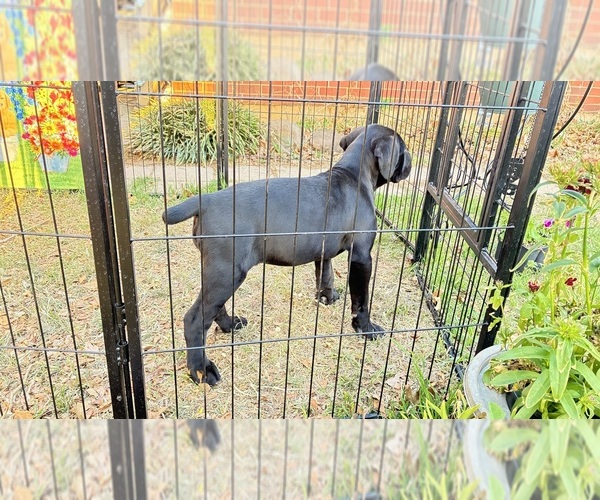 Medium Photo #5  Breeder Profile in NORMAN, OK, USA