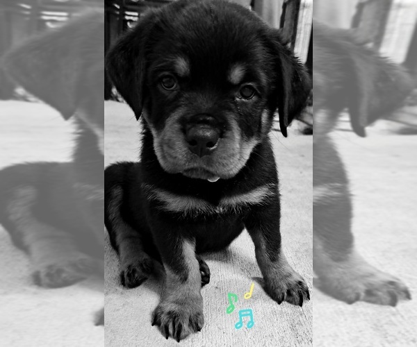 Medium Photo #9  Breeder Profile in BONAPARTE, IA, USA