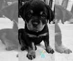 Small #8 Breeder Profile image