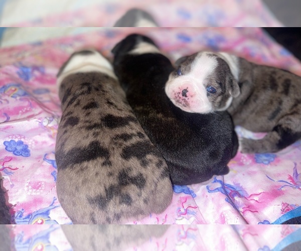Medium Photo #1  Breeder Profile in DECATUR, GA, USA
