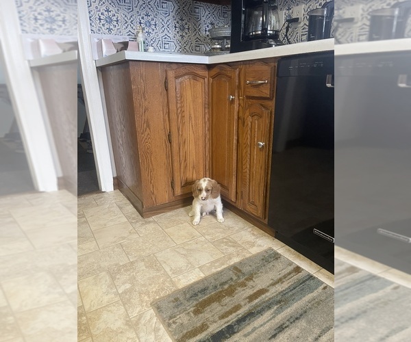 Medium Photo #4  Breeder Profile in STEWARTVILLE, MN, USA