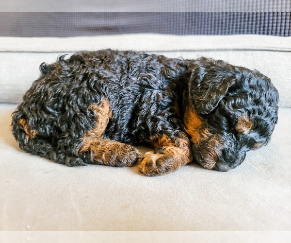 Medium Photo #1  Breeder Profile in MISSOULA, MT, USA