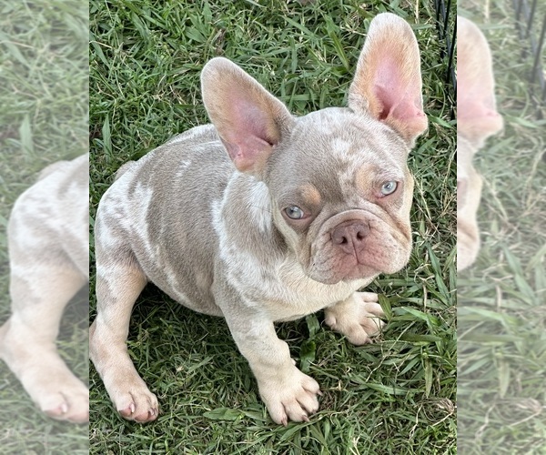 Medium Photo #1  Breeder Profile in JEFFERSON, GA, USA