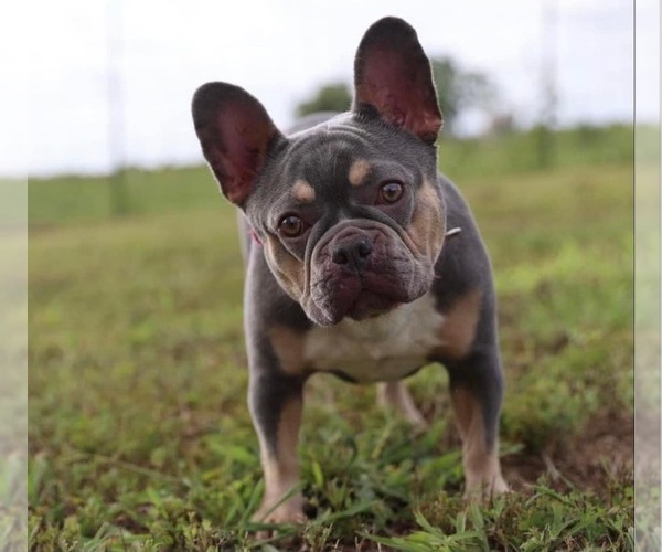 Medium Photo #1  Breeder Profile in HOUSTON, TX, USA