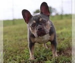 Small breeder photo