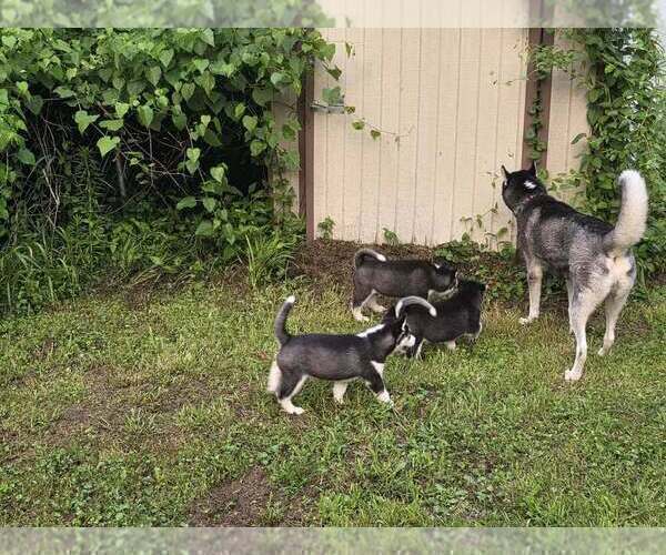 Medium Photo #16  Breeder Profile in ALTON, IL, USA