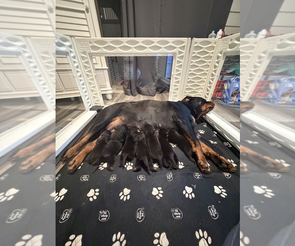 Medium Photo #7  Breeder Profile in ANKENY, IA, USA