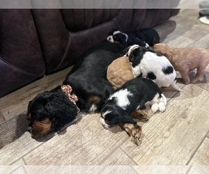 Cavalier King Charles Spaniel Dog Breeder near WAXAHACHIE, TX, USA