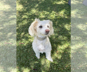 Aussiedoodle Miniature  Dog Breeder near OLYMPIA, WA, USA