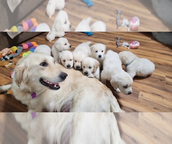 Medium Photo #1  Breeder Profile in AIKEN, SC, USA
