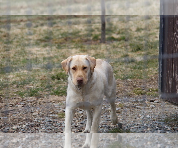 Medium Photo #14  Breeder Profile in HYDE PARK, VT, USA