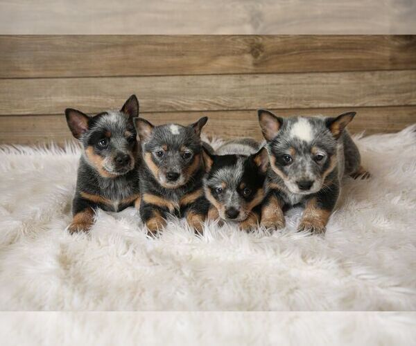 Medium Photo #1  Breeder Profile in HAWARDEN, IA, USA