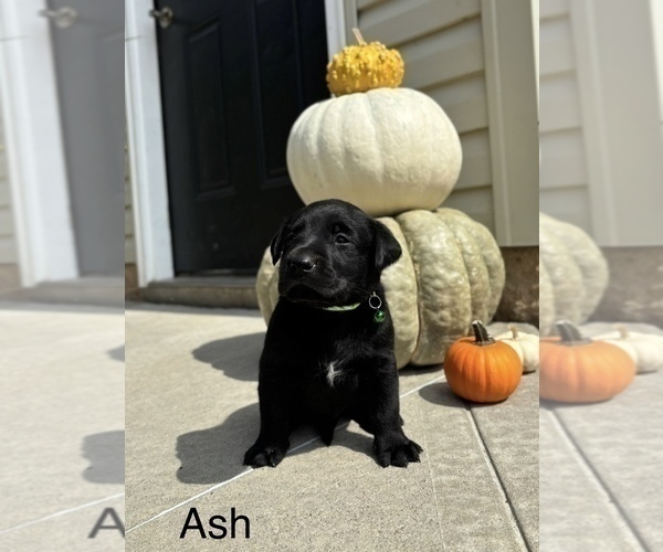 Medium Photo #2  Breeder Profile in FREDERICKSBG, OH, USA