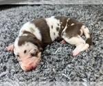 Small #2 Breeder Profile image