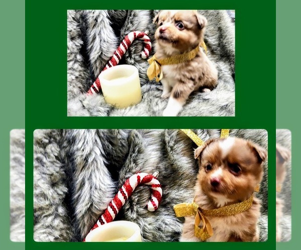 Medium Photo #2  Breeder Profile in WOODLEAF, NC, USA
