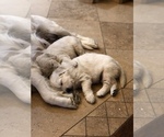 Small #4 Breeder Profile image