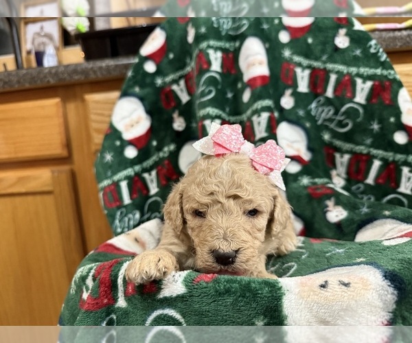 Medium Photo #13  Breeder Profile in HAZEL GREEN, KY, USA