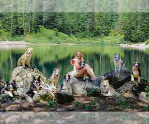 Border Collie Dog Breeder near MARIPOSA, CA, USA