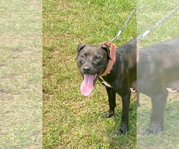 Medium Photo #5  Breeder Profile in CHARLOTTE, NC, USA