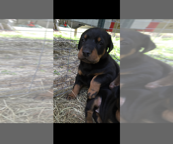 Medium Photo #17  Breeder Profile in LIVINGSTON, LA, USA