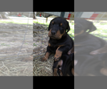 Small #16 Breeder Profile image