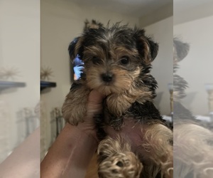 Morkie Dog Breeder near BOCA RATON, FL, USA