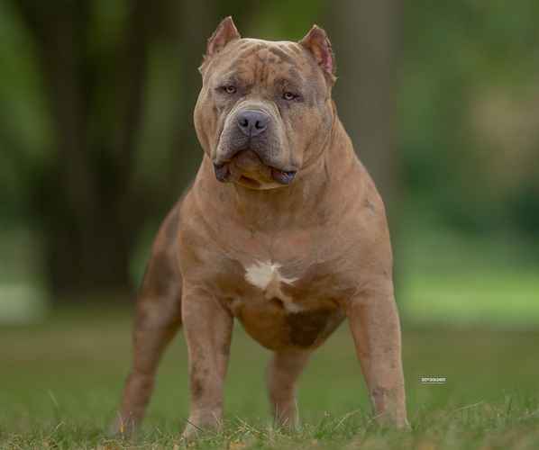 Medium Photo #6  Breeder Profile in FRANKLIN, KY, USA