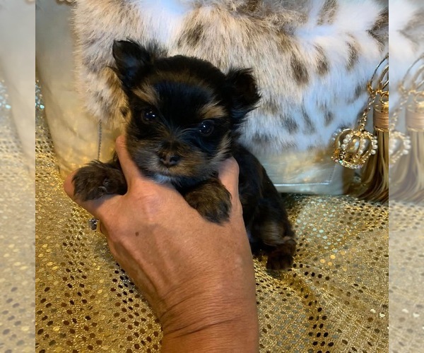 Medium Photo #2  Breeder Profile in ALVORD, IA, USA