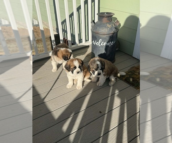 Medium Photo #12  Breeder Profile in OTIS, CO, USA