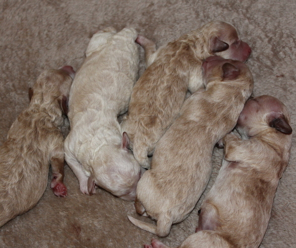 Medium Photo #1  Breeder Profile in SALEM, OR, USA