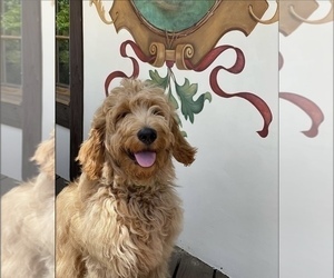 Goldendoodle Dog Breeder near MARINA DEL REY, CA, USA