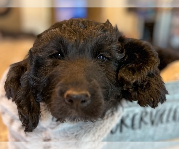 Medium Photo #1  Breeder Profile in BLANCHARD, OK, USA