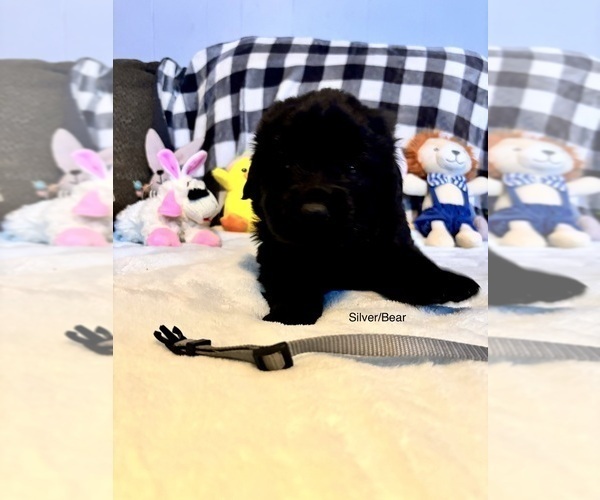 Medium Photo #5  Breeder Profile in LEICESTER, NC, USA