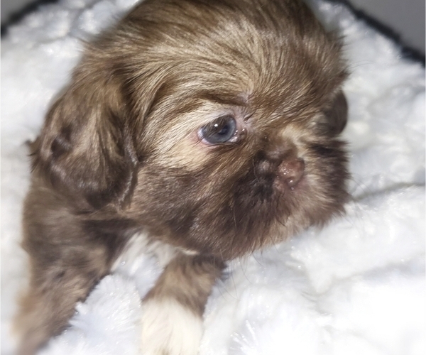 Medium Photo #1  Breeder Profile in HOUSTON, TX, USA