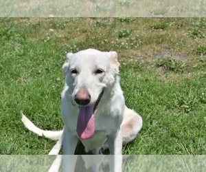 Main photo of German Shepherd Dog Dog Breeder near RIVERDALE, MD, USA