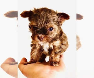 Main photo of YorkiePoo Dog Breeder near SEARCY, AR, USA