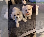 Small #1 Breeder Profile image