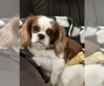 Small Photo #24  Breeder Profile in WAXAHACHIE, TX, USA