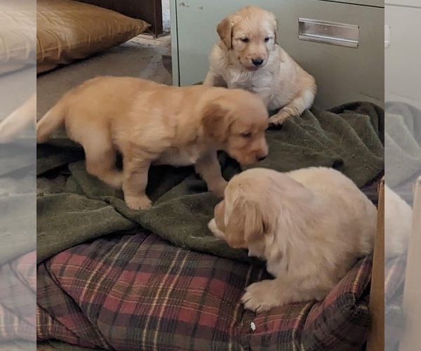 Medium Photo #7  Breeder Profile in LAS CRUCES, NM, USA